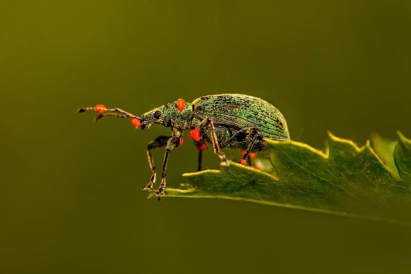 Common Pests